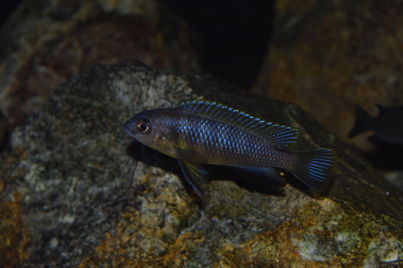 Tropheops sp. 'aurora' Mbamba Bay